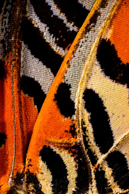 Kì công macro cánh bướm từ 2000 mảnh ghép | 50mm Vietnam