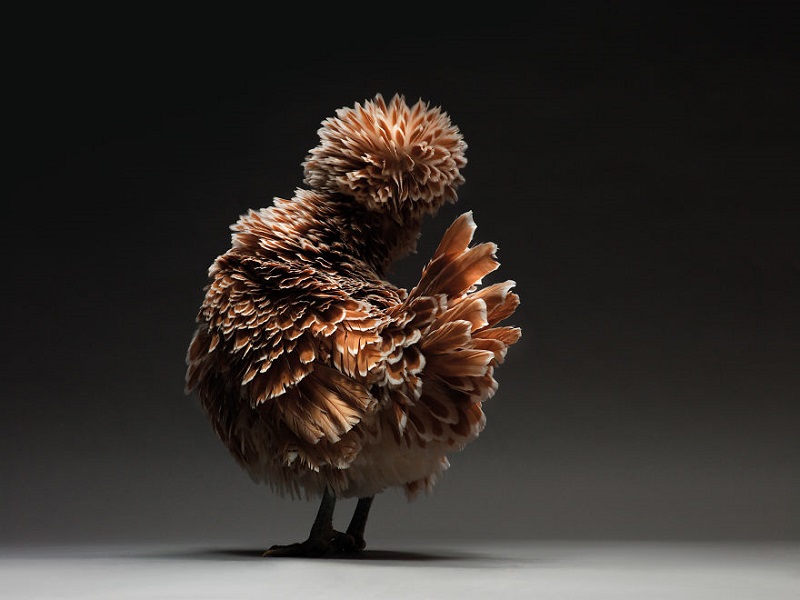 Cùng chiêm ngưỡng những gà mẫu xinh tươi nhất dải Ngân Hà | 50mm Vietnam