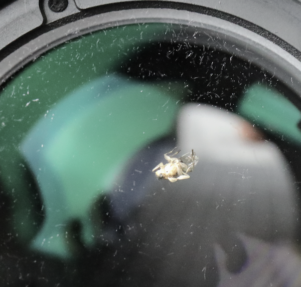 Công chúa ruồi ngủ trong ống kính 70-200mm: Chuyện thật như đùa? | 50mm Vietnam