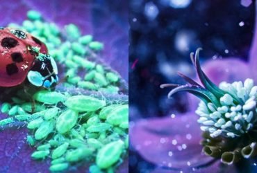 Bộ ảnh dưới ánh đèn huỳnh quang cực lạ và đẹp! | 50mm Vietnam