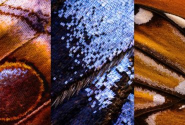 Kì công macro cánh bướm từ 2000 mảnh ghép | 50mm Vietnam