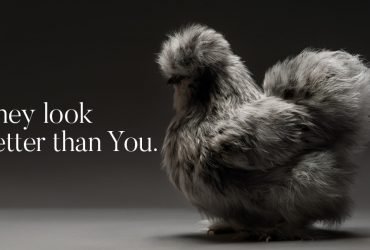 Cùng chiêm ngưỡng những gà mẫu xinh tươi nhất dải Ngân Hà | 50mm Vietnam